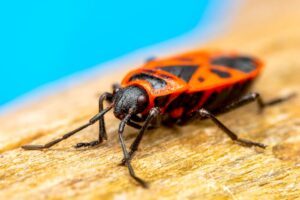 Bedbug Extermination