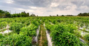 organic agricultural supplies
