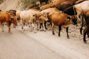 supplier of livestock feed