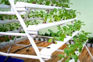 aquaponics kit