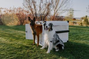 seguro para mascotas