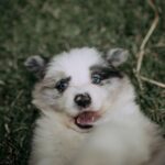 Descubriendo criadores de perros cerca de ti