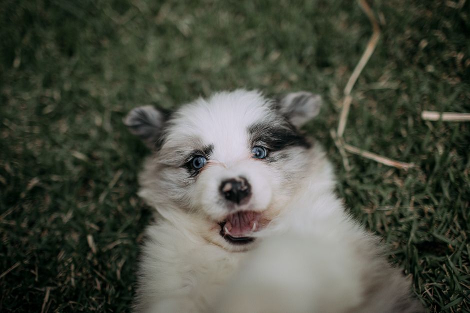 criador cachorros cerca