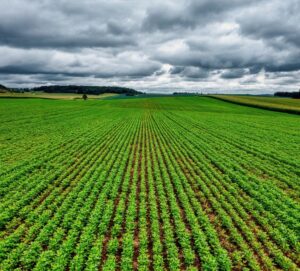 crop insurance